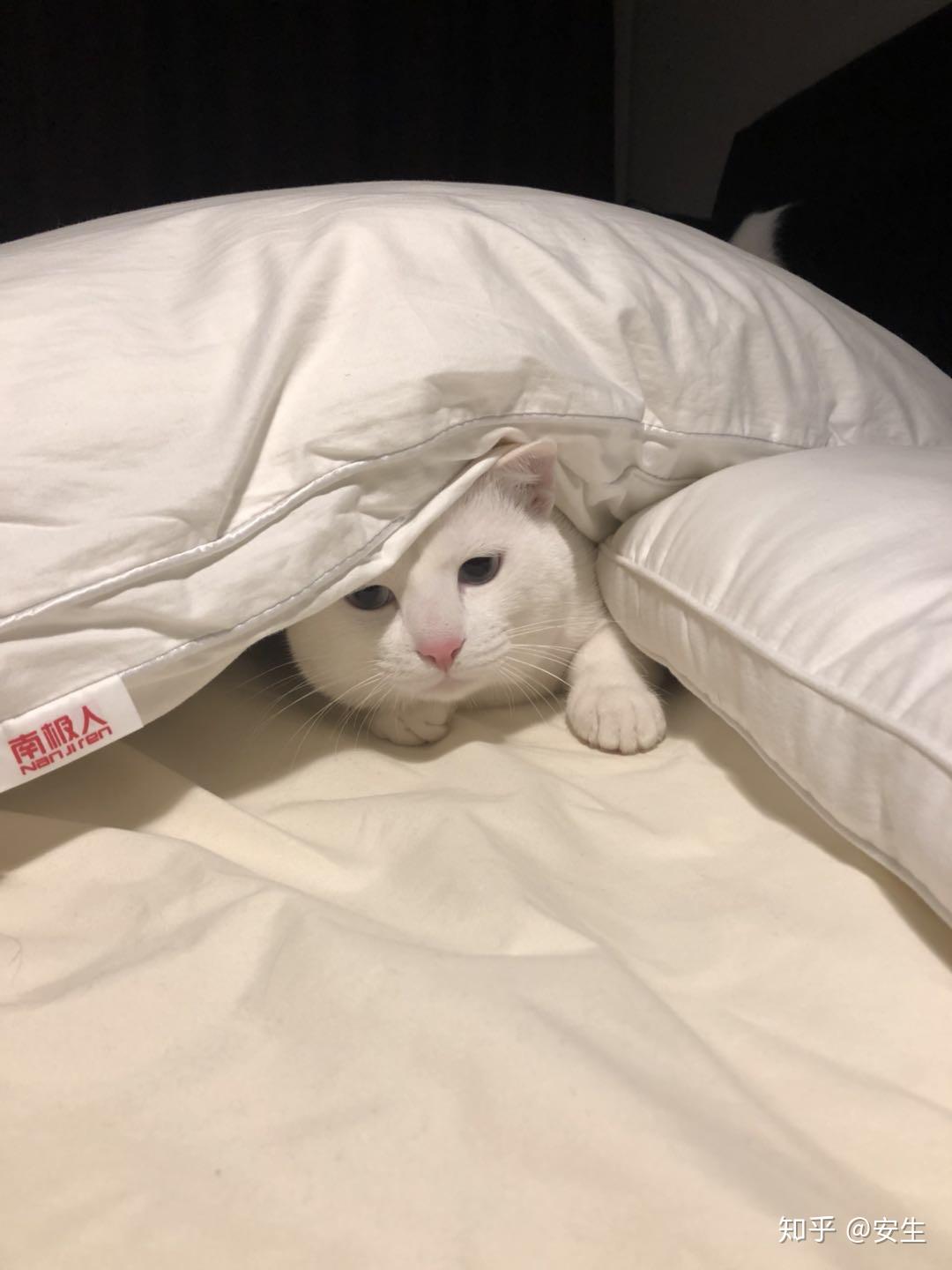 猫搭配什么样的家居用品拍照好看